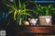 A potted plant sitting on top of a wooden shelf.